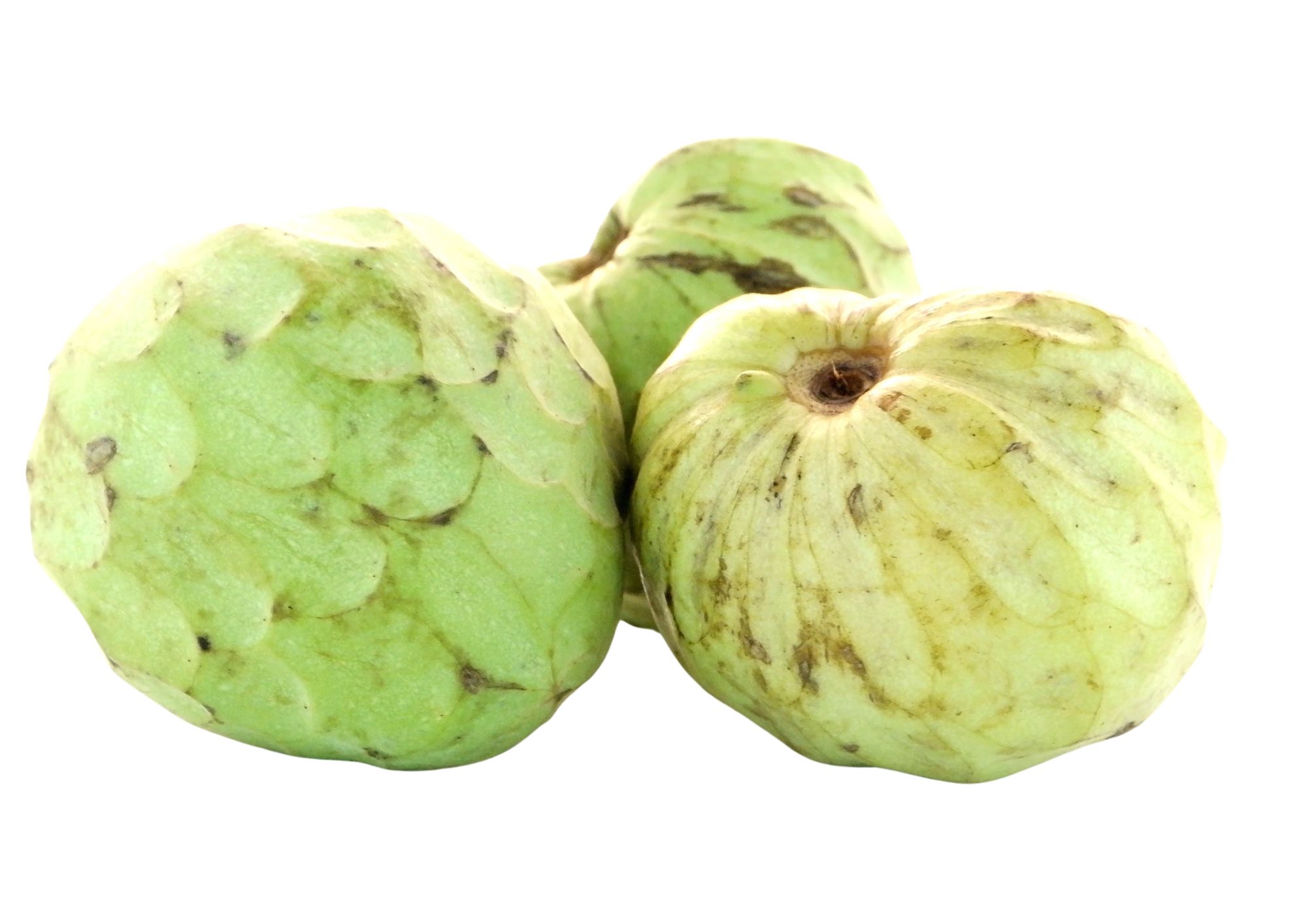 CHIRIMOYA