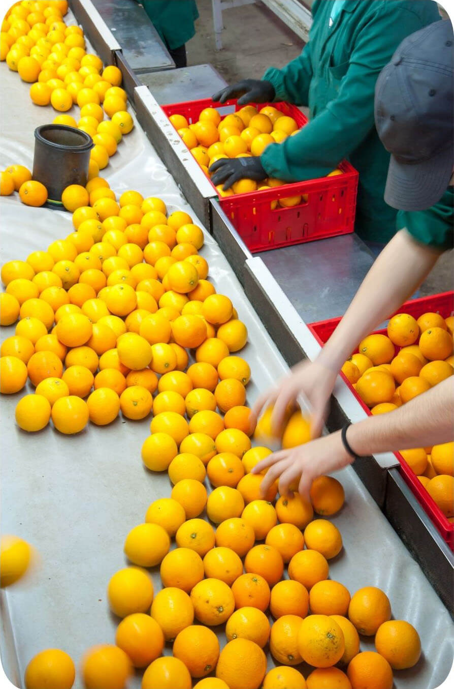 NARANJAS PACKAGING CINTA